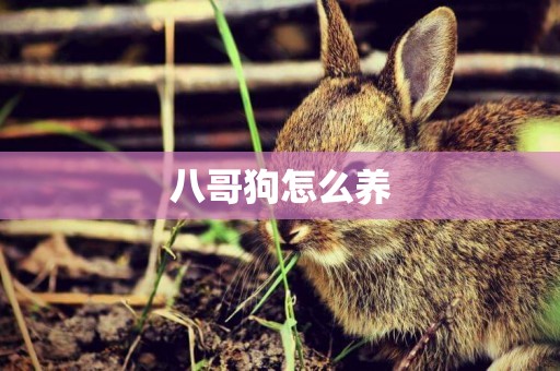 八哥狗怎么養