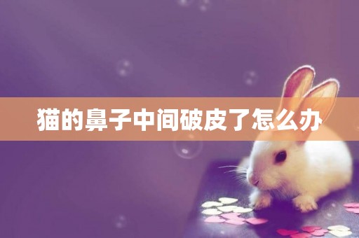貓的鼻子中間破皮了怎么辦