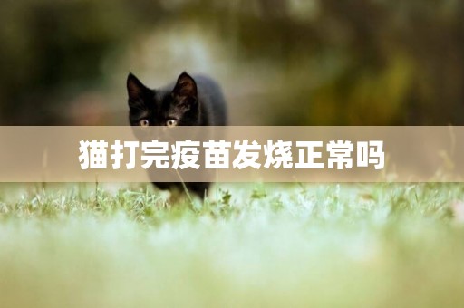 貓打完疫苗發燒正常嗎