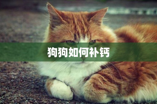 狗狗如何補鈣
