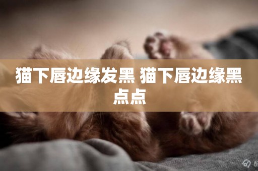 貓下唇邊緣發黑 貓下唇邊緣黑點點