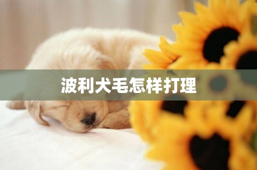 波利犬毛怎樣打理