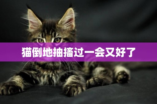 貓倒地抽搐過一會又好了