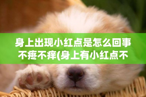身上出現小紅點是怎么回事不疼不癢(身上有小紅點不痛不癢圖片) 