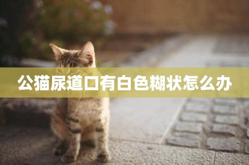 公貓尿道口有白色糊狀怎么辦