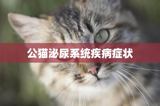公貓泌尿系統疾病癥狀