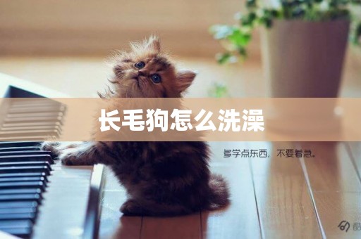 長毛狗怎么洗澡