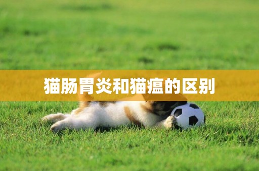 貓腸胃炎和貓瘟的區別