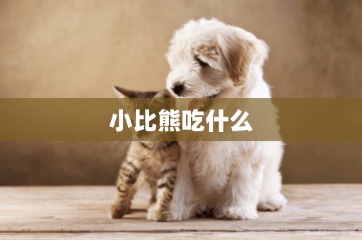 小比熊吃什么