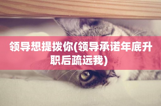 領導想提撥你(領導承諾年底升職后疏遠我) 