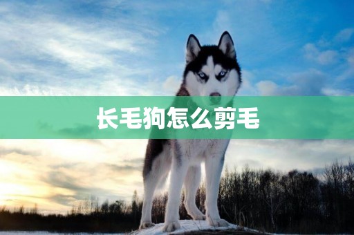 長毛狗怎么剪毛