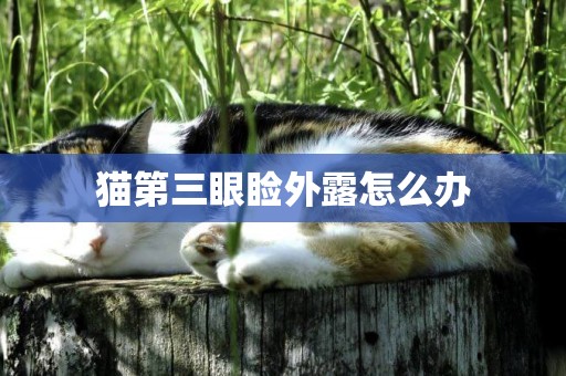 貓第三眼瞼外露怎么辦