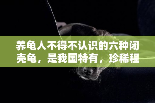養龜人不得不認識的六種閉殼龜，是我國特有，珍稀程度勝過大熊貓 