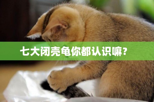 七大閉殼龜你都認識嘛？ 