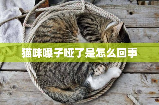貓咪嗓子啞了是怎么回事