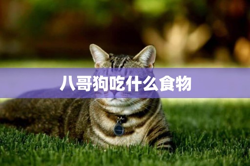 八哥狗吃什么食物