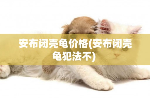 安布閉殼龜價格(安布閉殼龜犯法不) 
