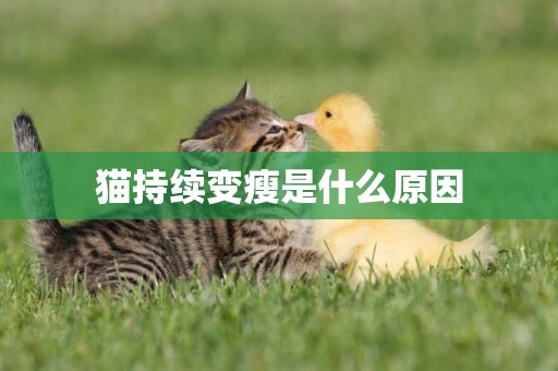 貓持續變瘦是什么原因