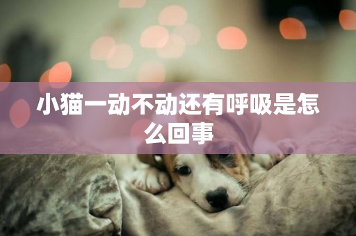 小貓一動不動還有呼吸是怎么回事
