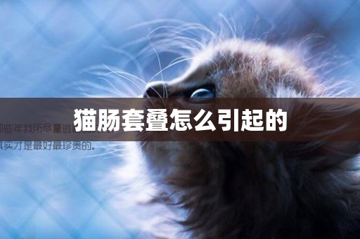 貓腸套疊怎么引起的