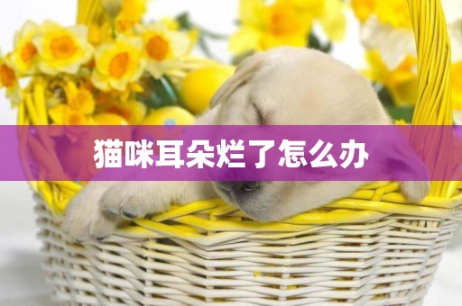 貓咪耳朵爛了怎么辦