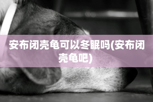 安布閉殼龜可以冬眠嗎(安布閉殼龜吧) 