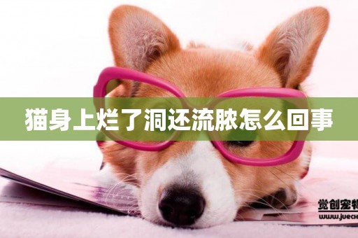 貓身上爛了洞還流膿怎么回事