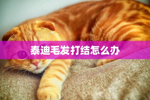 泰迪毛發打結怎么辦