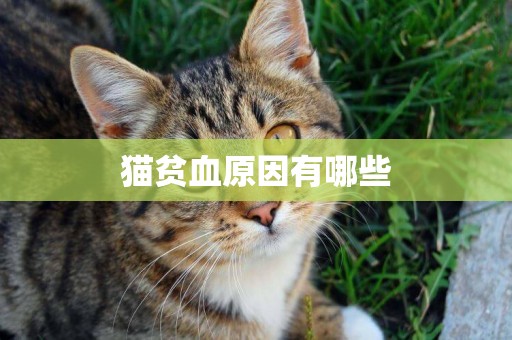 貓貧血原因有哪些
