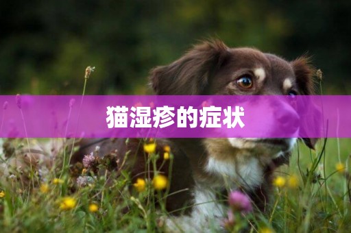 貓濕疹的癥狀
