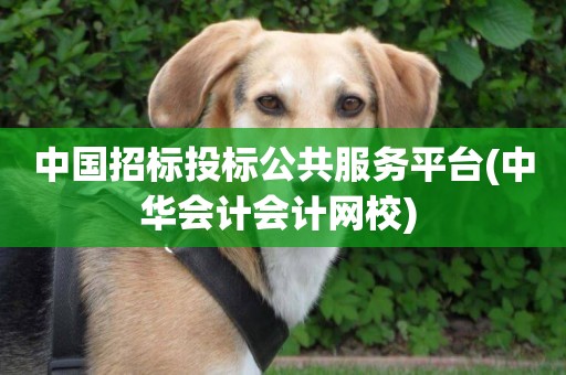 中國招標投標公共服務平臺(中華會計會計網校) 