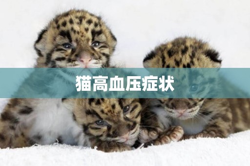 貓高血壓癥狀