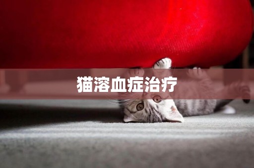 貓溶血癥治療