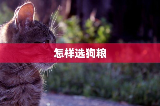 怎樣選狗糧