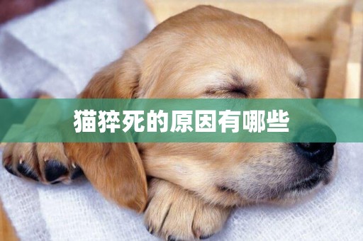 貓猝死的原因有哪些