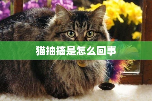 貓抽搐是怎么回事