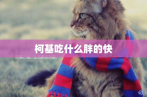 柯基吃什么胖的快