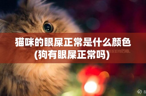 貓咪的眼屎正常是什么顏色(狗有眼屎正常嗎) 