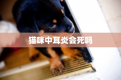 貓咪中耳炎會死嗎