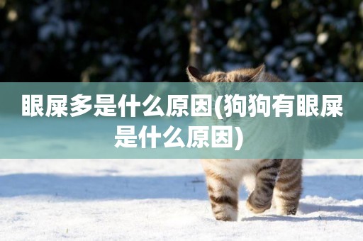 眼屎多是什么原因(狗狗有眼屎是什么原因) 