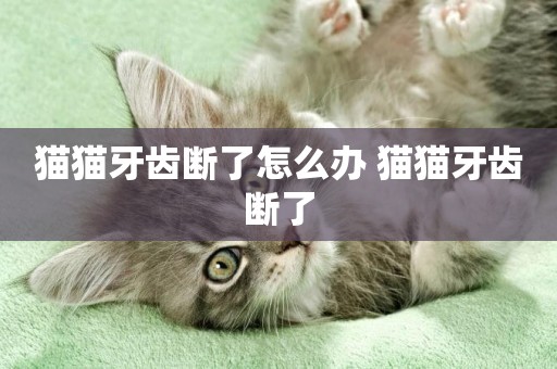 貓貓牙齒斷了怎么辦 貓貓牙齒斷了