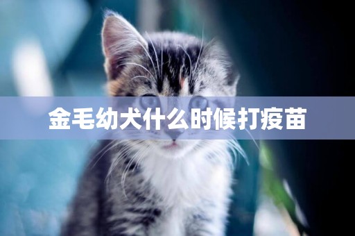 金毛幼犬什么時候打疫苗
