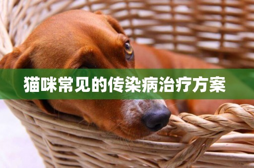 貓咪常見的傳染病治療方案 