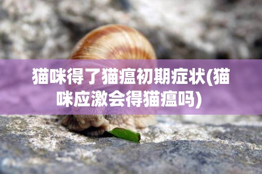 貓咪得了貓瘟初期癥狀(貓咪應激會得貓瘟嗎) 