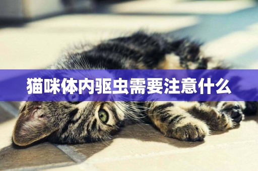 貓咪體內驅蟲需要注意什么