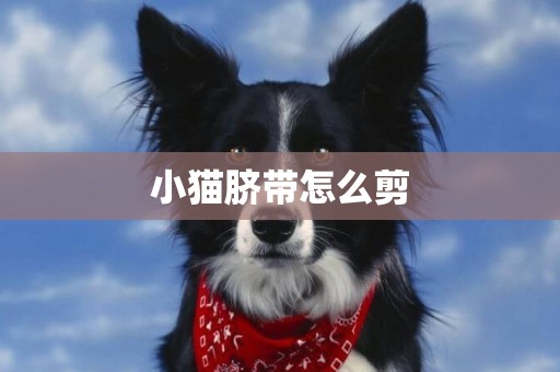 小貓臍帶怎么剪