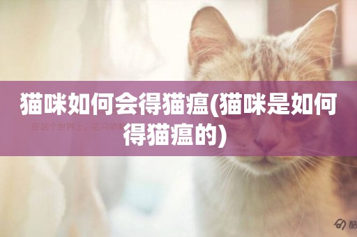 貓咪如何會得貓瘟(貓咪是如何得貓瘟的) 