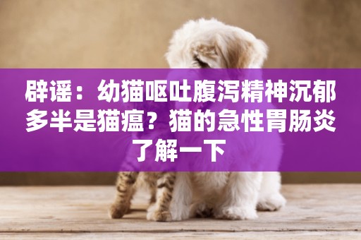 辟謠：幼貓嘔吐腹瀉精神沉郁多半是貓瘟？貓的急性胃腸炎了解一下 