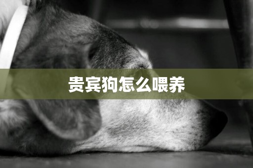 貴賓狗怎么喂養