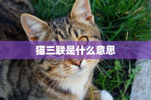 貓三聯是什么意思